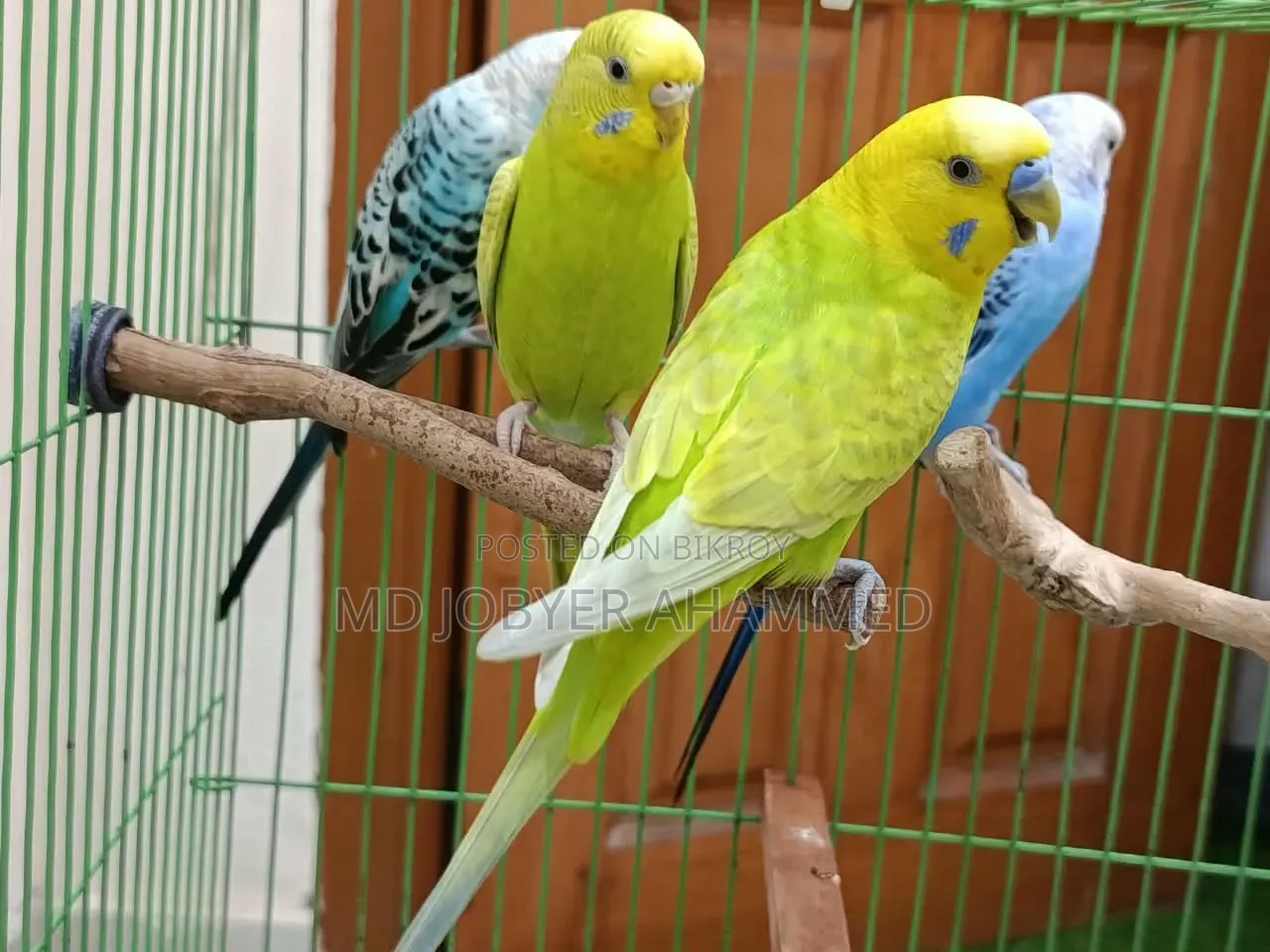 ২ জোড়া বাজিগর পাখি বিক্রয়