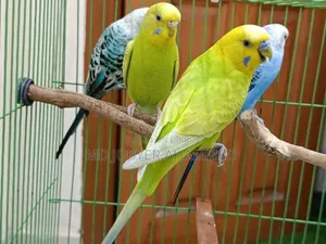 ২ জোড়া বাজিগর পাখি বিক্রয়