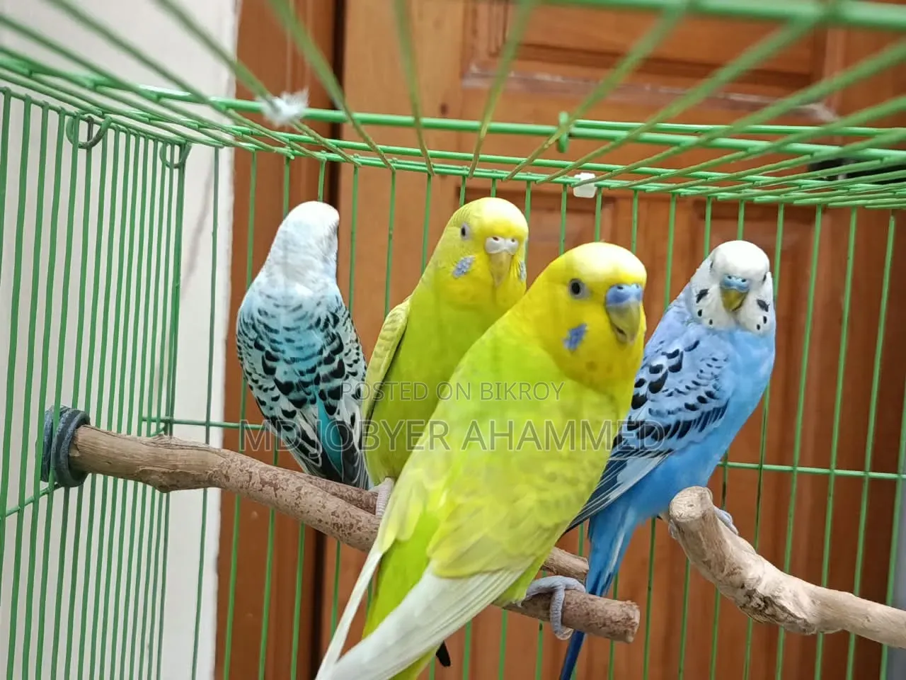 ২ জোড়া বাজিগর পাখি বিক্রয়