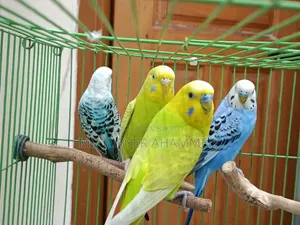 ২ জোড়া বাজিগর পাখি বিক্রয়