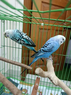২ জোড়া বাজিগর পাখি বিক্রয়