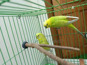 ২ জোড়া বাজিগর পাখি বিক্রয়