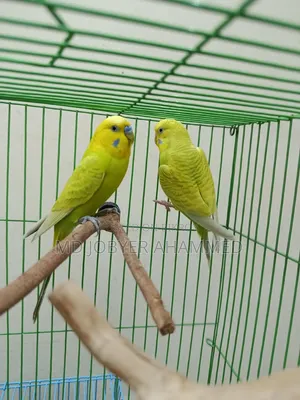 ২ জোড়া বাজিগর পাখি বিক্রয়