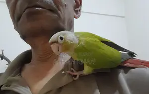পাইনাপেল কনুর পাখি