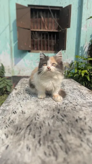 ১-৩ মাস বয়সী ফিমেল পিওরব্রেড এক্সোটিক