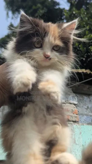 ১-৩ মাস বয়সী ফিমেল পিওরব্রেড এক্সোটিক