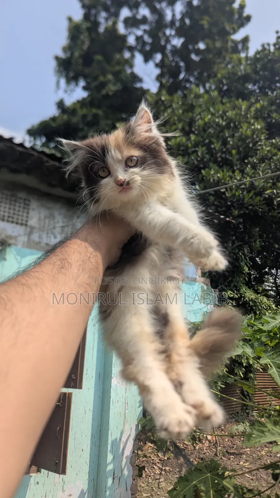 ১-৩ মাস বয়সী ফিমেল পিওরব্রেড এক্সোটিক