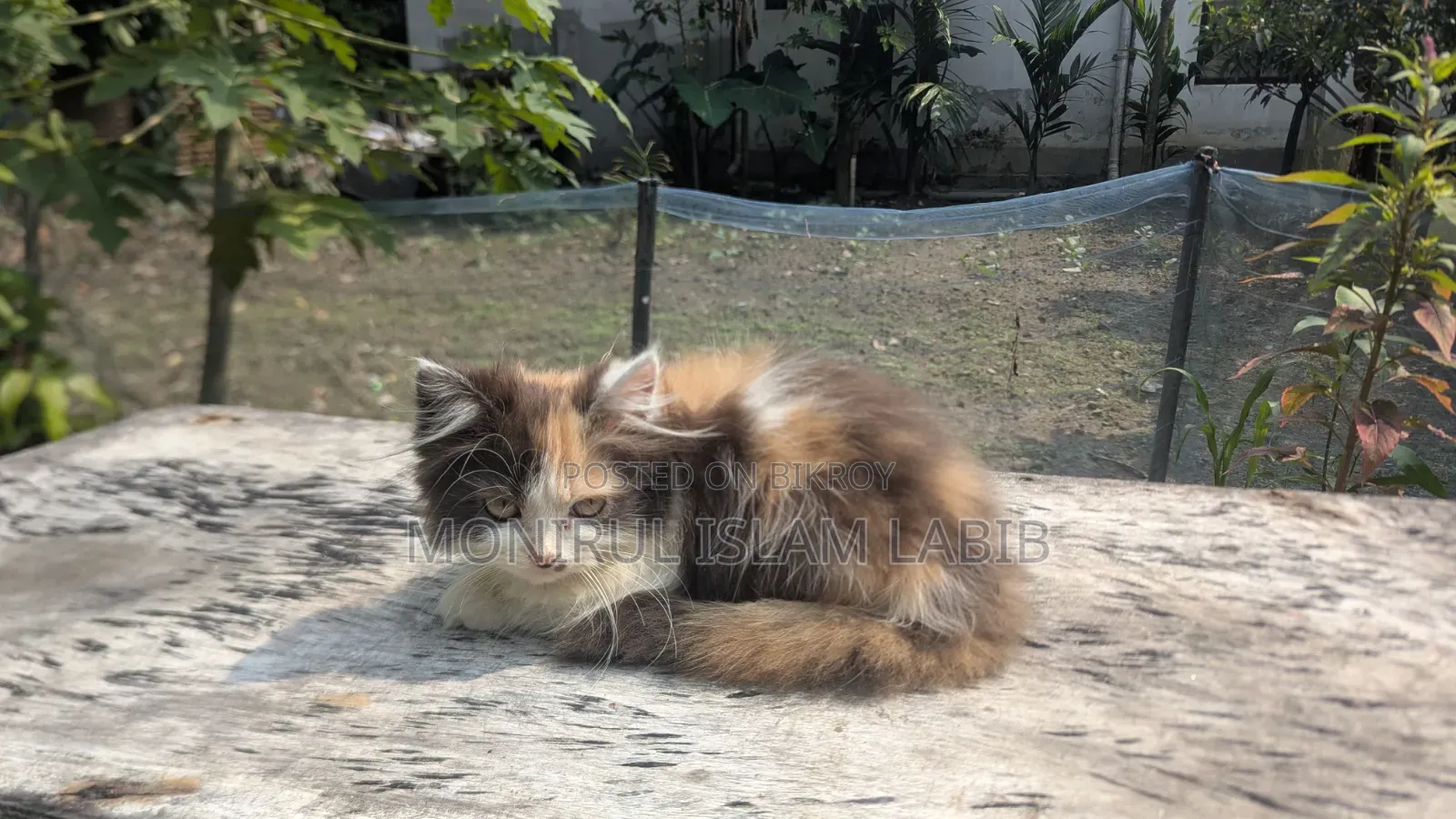 ১-৩ মাস বয়সী ফিমেল পিওরব্রেড এক্সোটিক