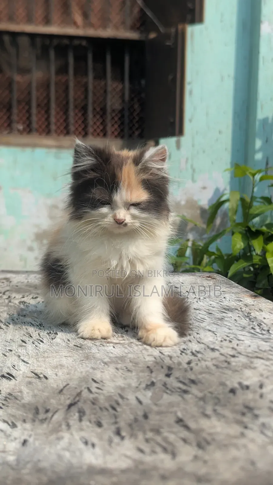 ১-৩ মাস বয়সী ফিমেল পিওরব্রেড এক্সোটিক