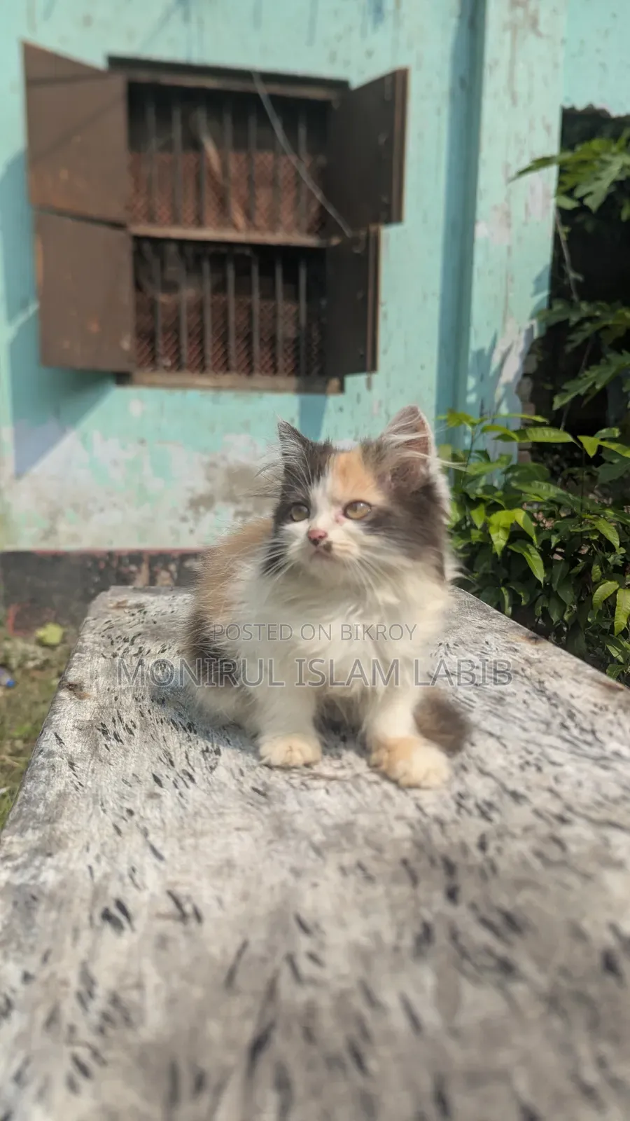 ১-৩ মাস বয়সী ফিমেল পিওরব্রেড এক্সোটিক
