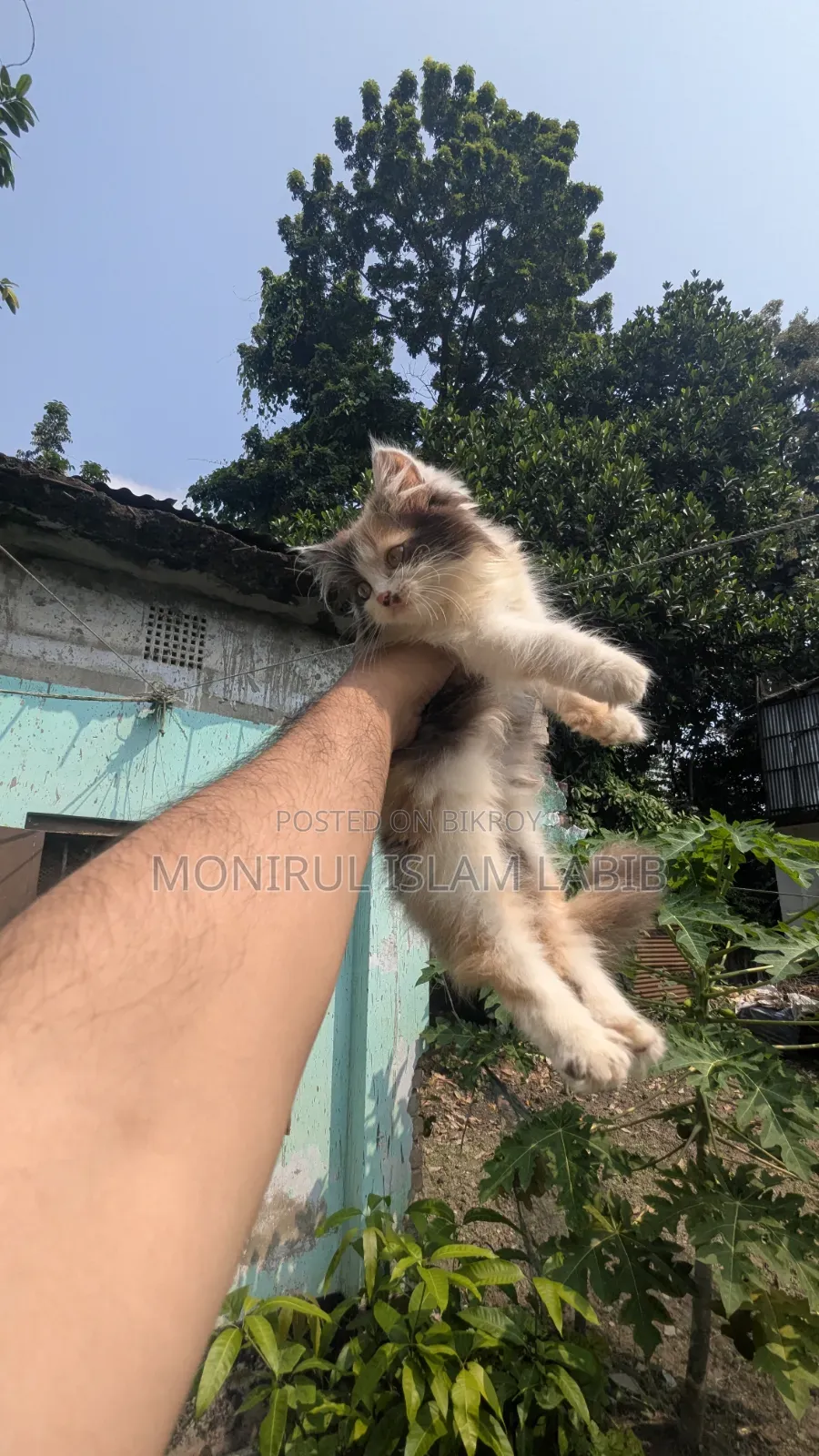 ১-৩ মাস বয়সী ফিমেল পিওরব্রেড এক্সোটিক