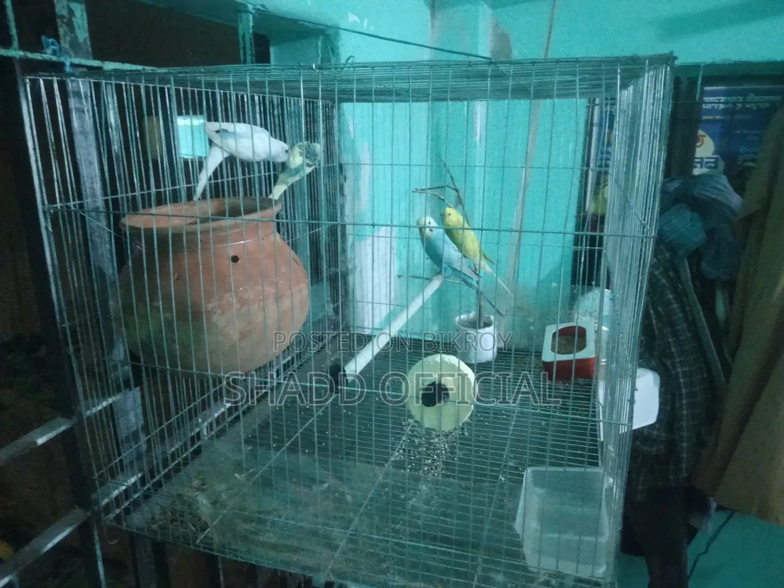 দুই জোড়া বাজ রিগার পাখি বিক্রি করা হবে খাচা সহ