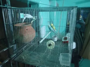 দুই জোড়া বাজ রিগার পাখি বিক্রি করা হবে খাচা সহ