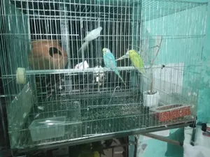 দুই জোড়া বাজ রিগার পাখি বিক্রি করা হবে খাচা সহ
