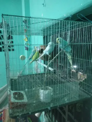 দুই জোড়া বাজ রিগার পাখি বিক্রি করা হবে খাচা সহ