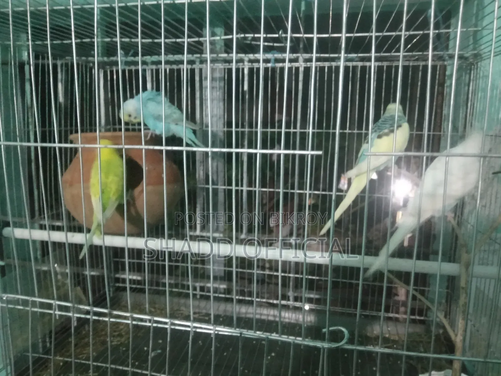 দুই জোড়া বাজ রিগার পাখি বিক্রি করা হবে খাচা সহ
