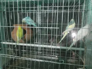 দুই জোড়া বাজ রিগার পাখি বিক্রি করা হবে খাচা সহ