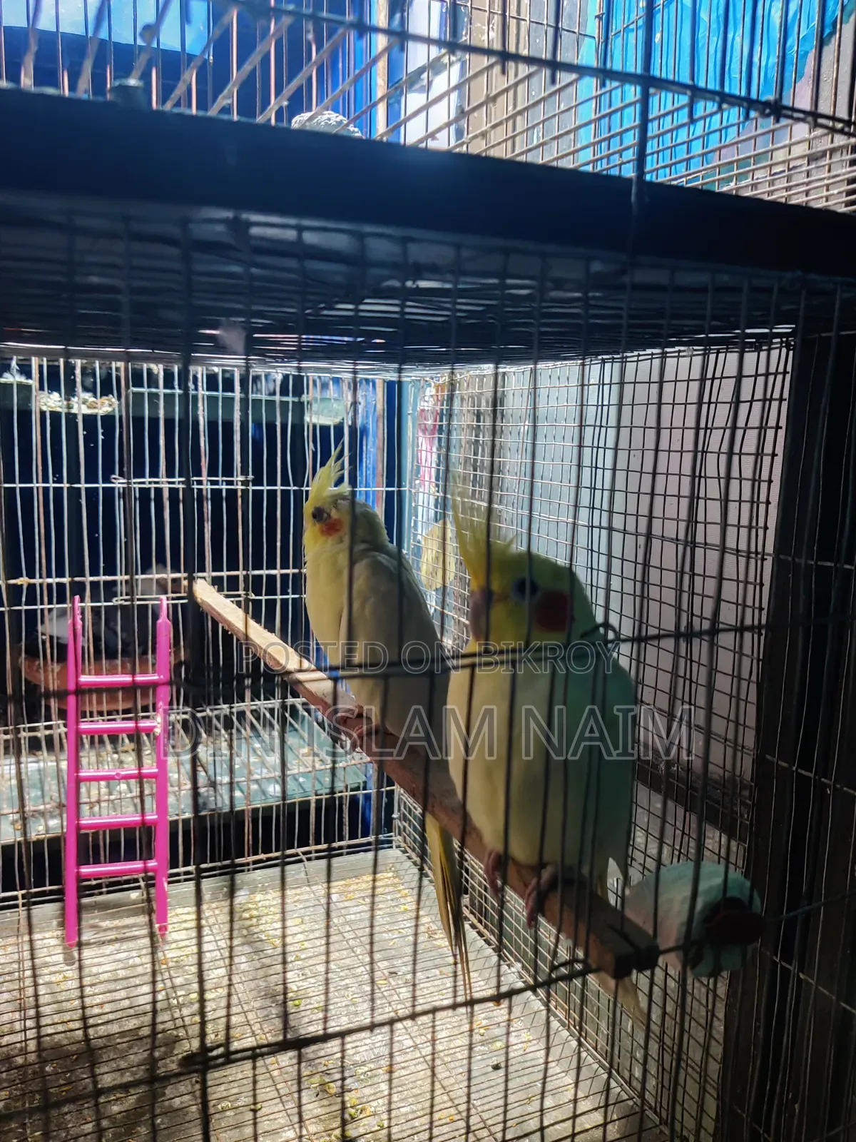 রানিং কোকাটেল পাখি