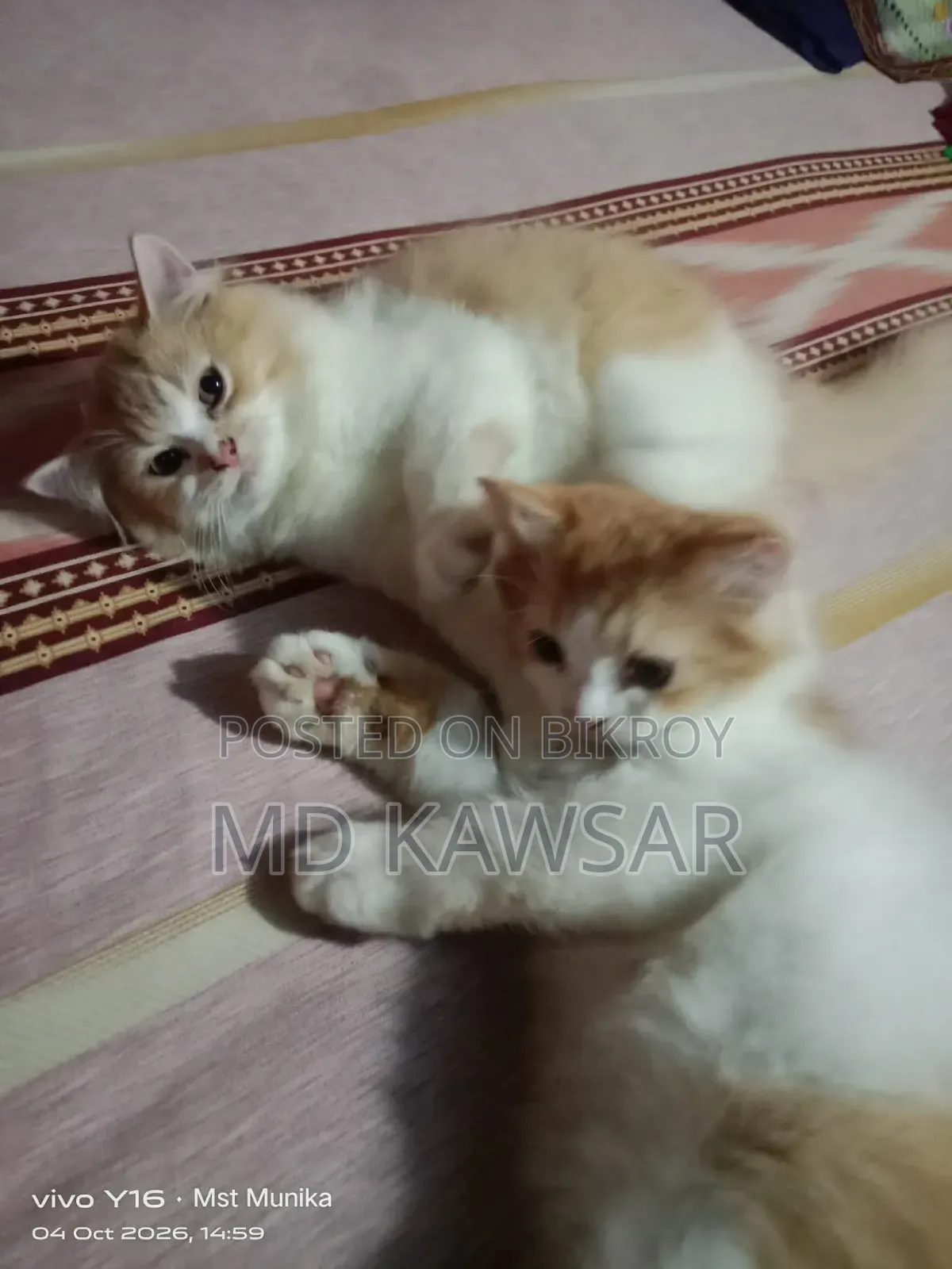 ১-৩ মাসের ফিমেল পিওরব্রেড পার্সিয়ান