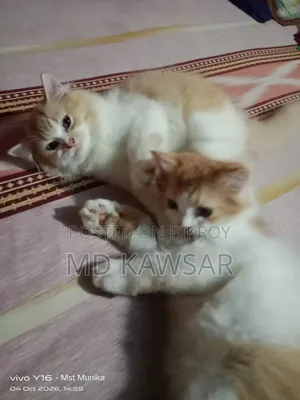 ১-৩ মাসের ফিমেল পিওরব্রেড পার্সিয়ান