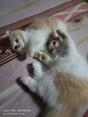 ১-৩ মাসের ফিমেল পিওরব্রেড পার্সিয়ান