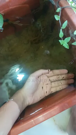 গাপ্পি মাছের পোনা