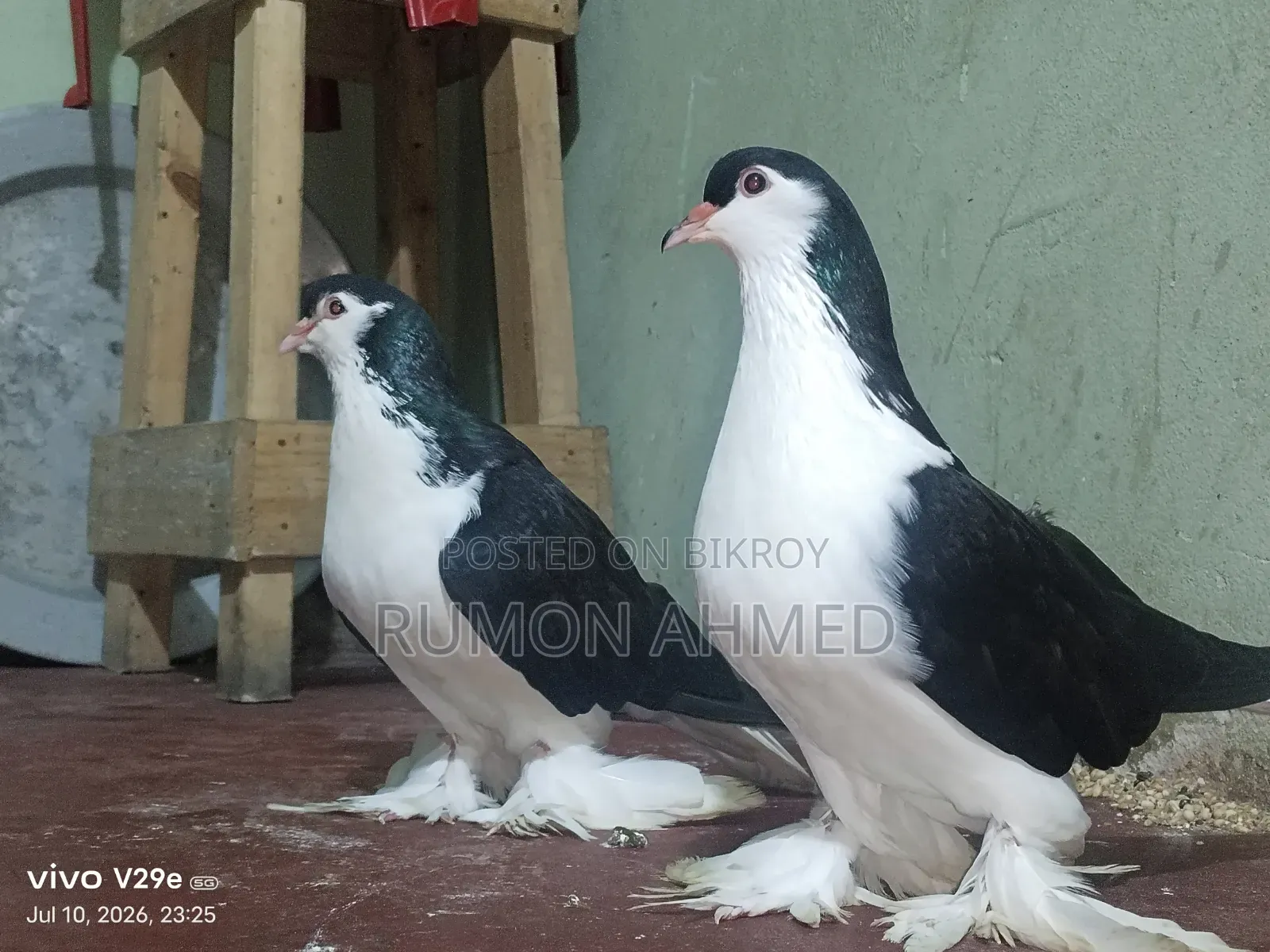 লাহোরী কবুতর বিক্রয় করা হবে