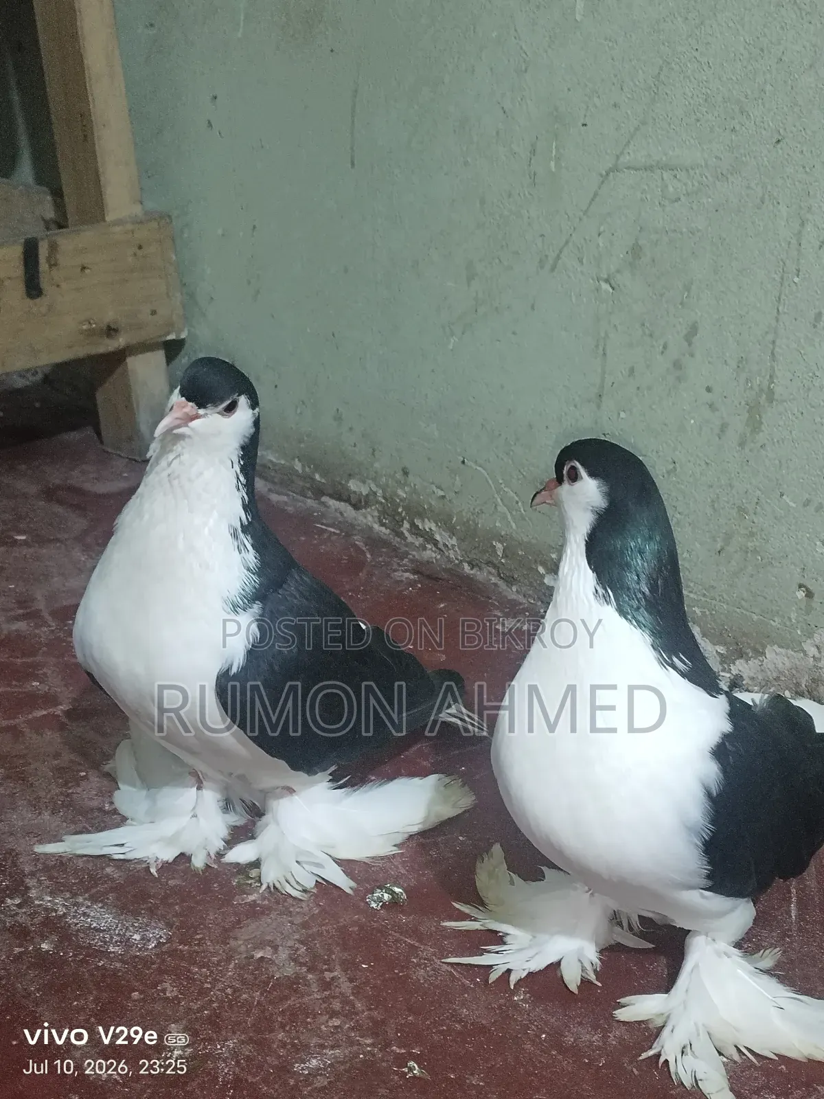 লাহোরী কবুতর বিক্রয় করা হবে