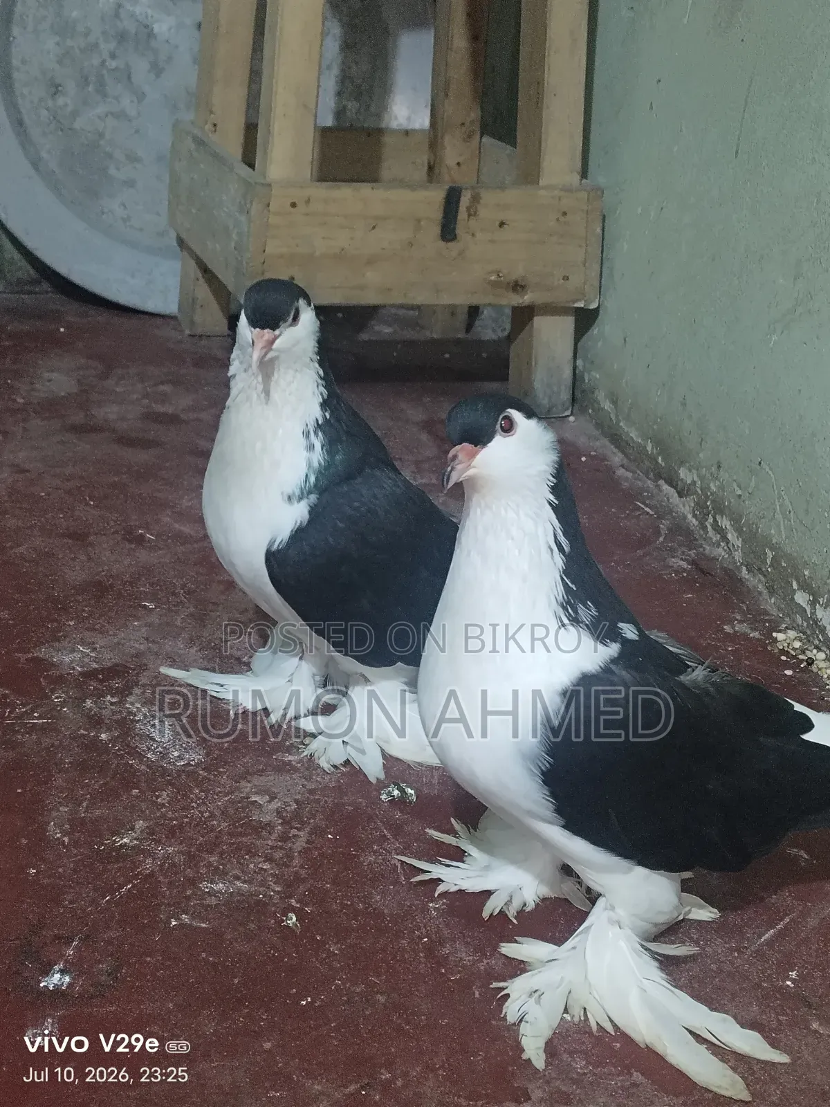 লাহোরী কবুতর বিক্রয় করা হবে