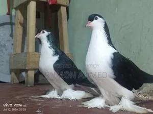 লাহোরী কবুতর বিক্রয় করা হবে