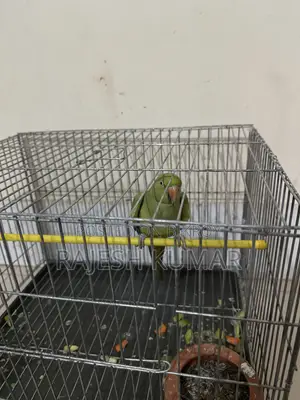 টিয়া পাখি অল্প কিছু কথা বলতে পারে