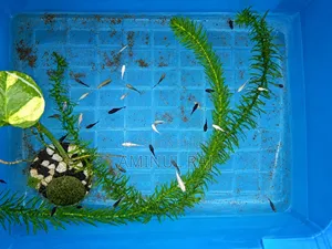 মলি মাছ অফার প্রাইজ মাএ ৩০ টাকা