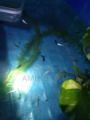 মলি মাছ অফার প্রাইজ মাএ ৩০ টাকা