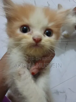 ১-৩ মাসের মেইল পিওরব্রেড পার্সিয়ান