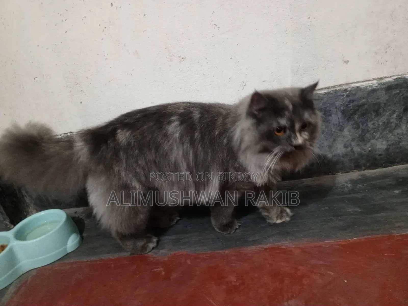 ১+ বছরের খাঁটি পার্সিয়ান মাদী বিড়াল