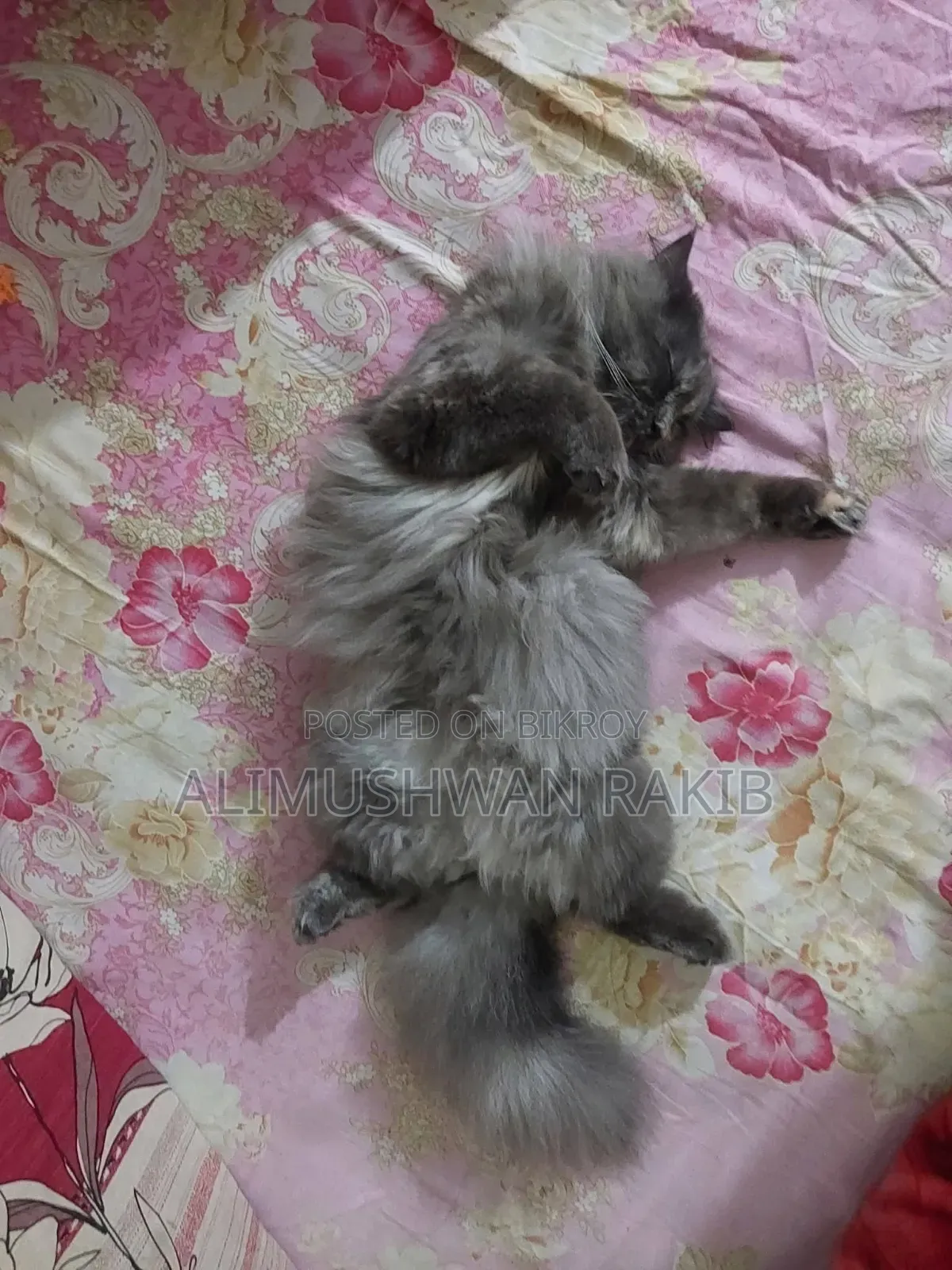 ১+ বছরের খাঁটি পার্সিয়ান মাদী বিড়াল