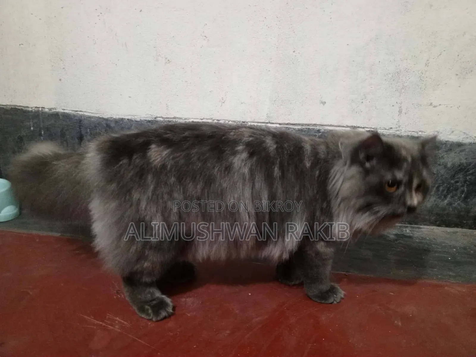 ১+ বছরের খাঁটি পার্সিয়ান মাদী বিড়াল