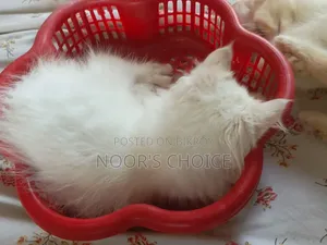 ১-৩ মাস বয়সী নারী পিউরব্রেড পার্সিয়ান