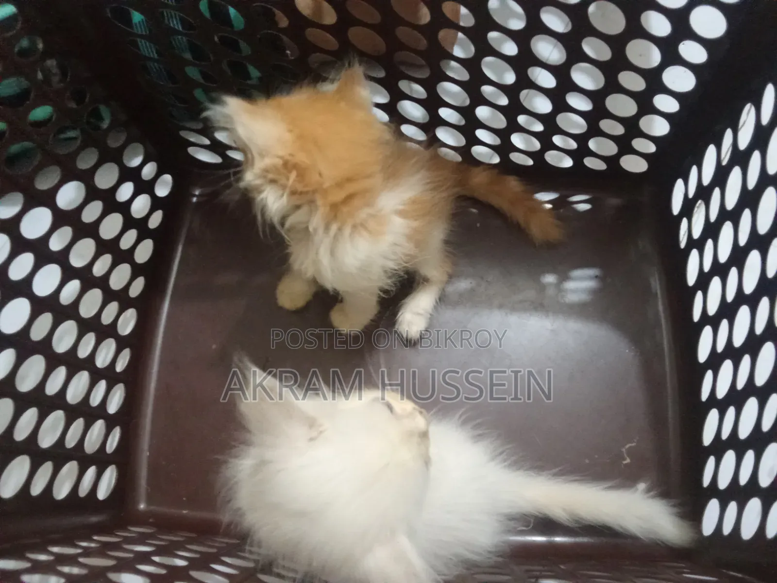 ১-৩ মাস বয়সী নারী পিউরব্রেড পার্সিয়ান