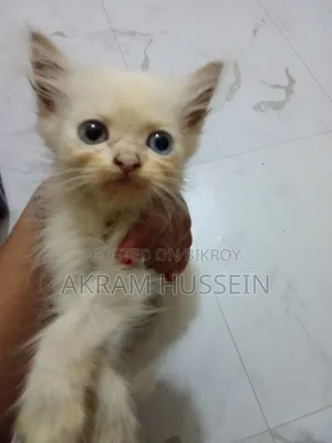 ১-৩ মাস বয়সী নারী পিউরব্রেড পার্সিয়ান
