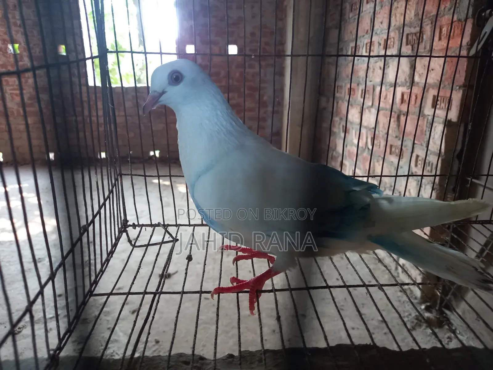 কবুতর বিক্রি করা হবে