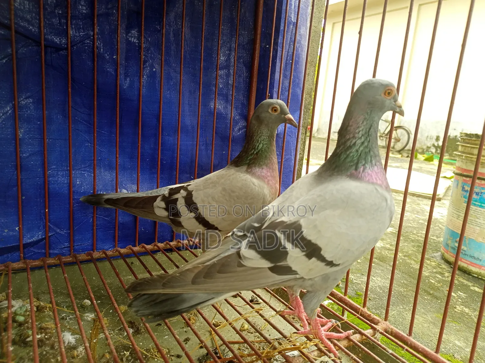 সবজি রেসার