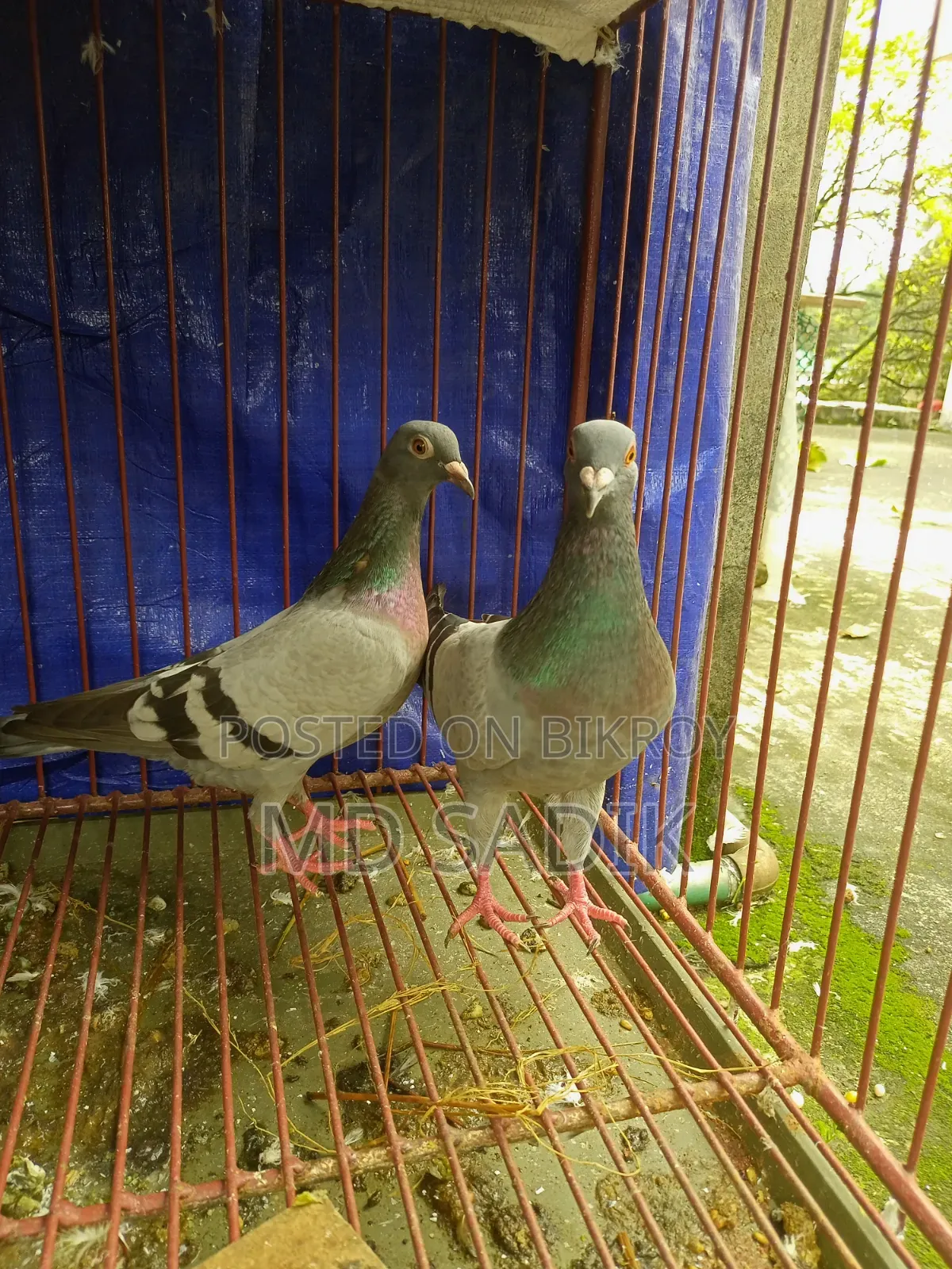 সবজি রেসার