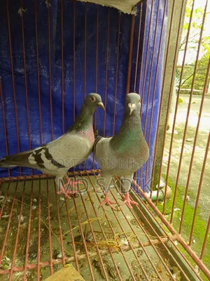 সবজি রেসার