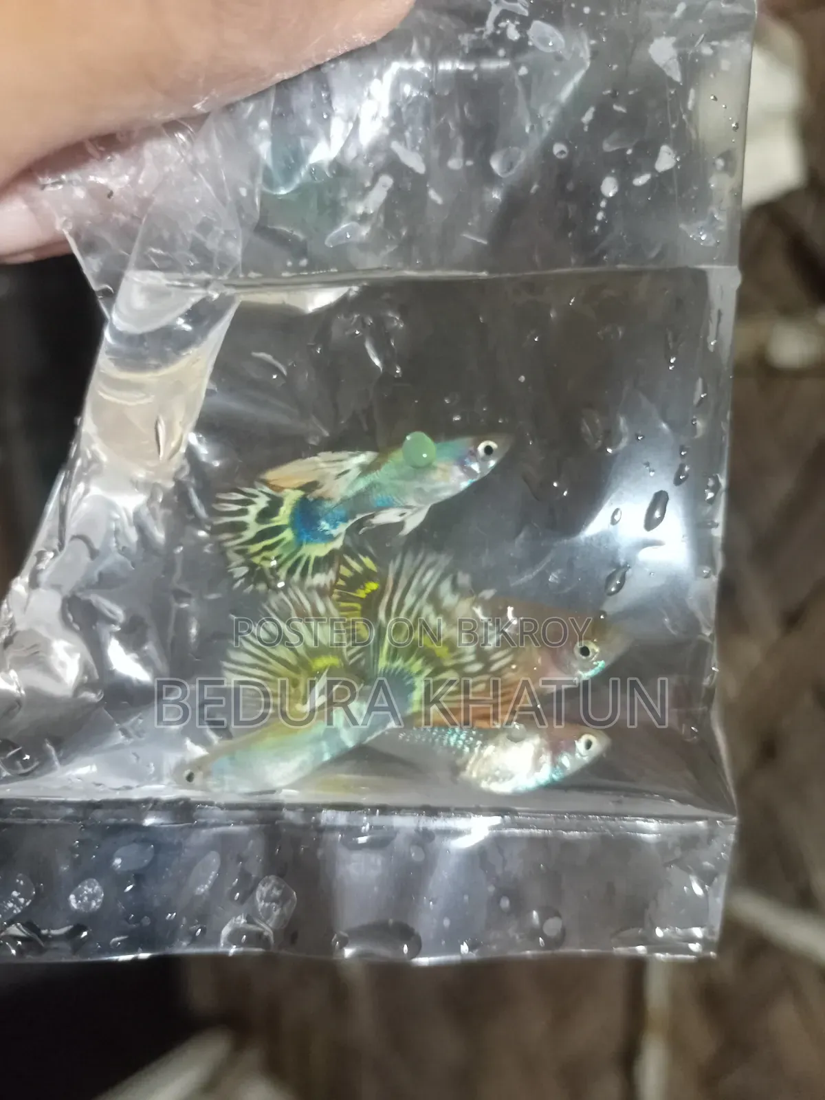 গোল্ডেন কোবরা গাপ্পি।