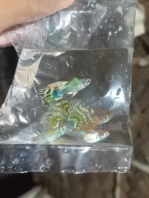 গোল্ডেন কোবরা গাপ্পি।