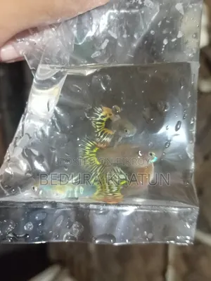 গোল্ডেন কোবরা গাপ্পি।
