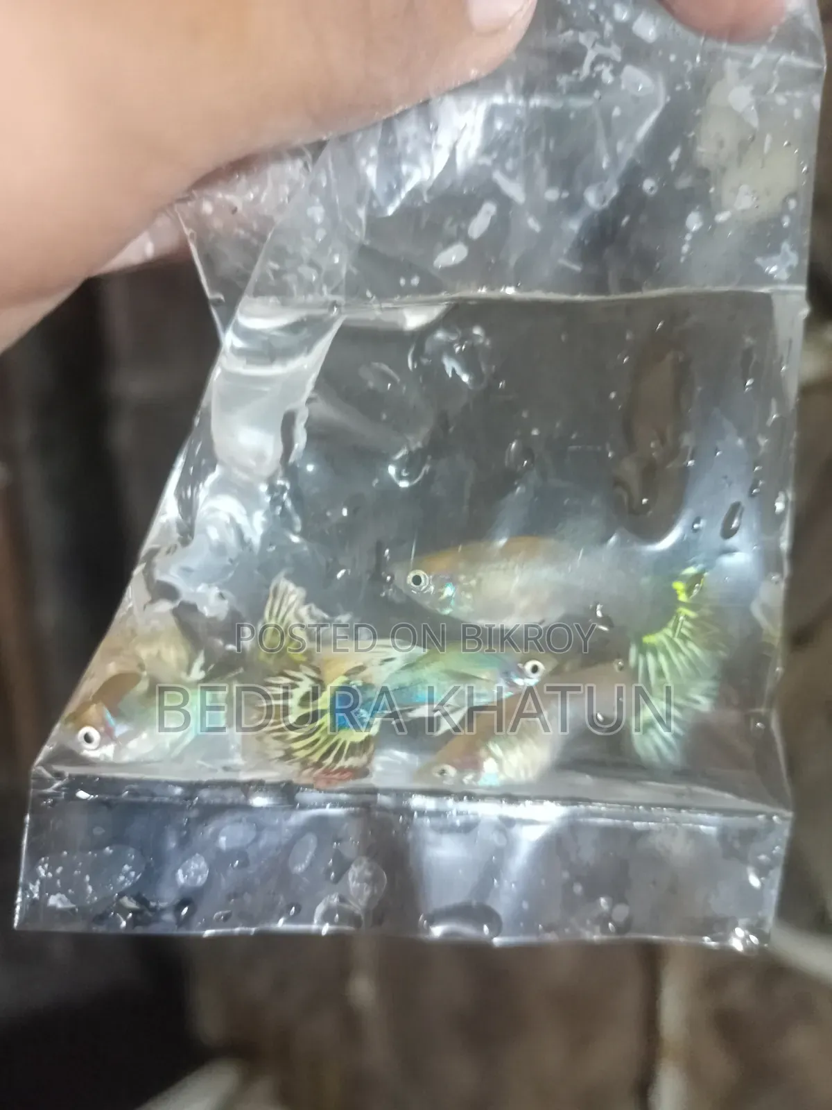 গোল্ডেন কোবরা গাপ্পি।