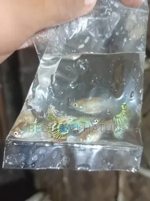 গোল্ডেন কোবরা গাপ্পি।