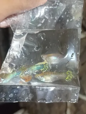 গোল্ডেন কোবরা গাপ্পি।